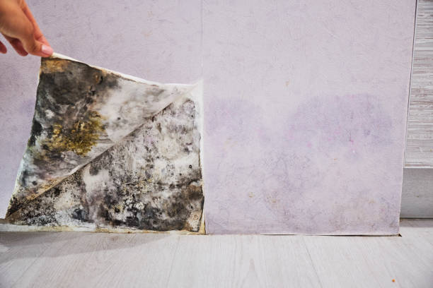 Best DIY Mold Remediation Support Services in Cologne, MN